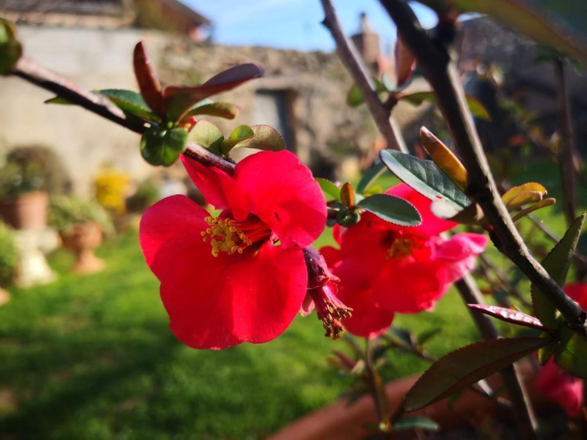 Bed and Breakfast Zia Chiarina San Nicolo Gerrei Екстер'єр фото